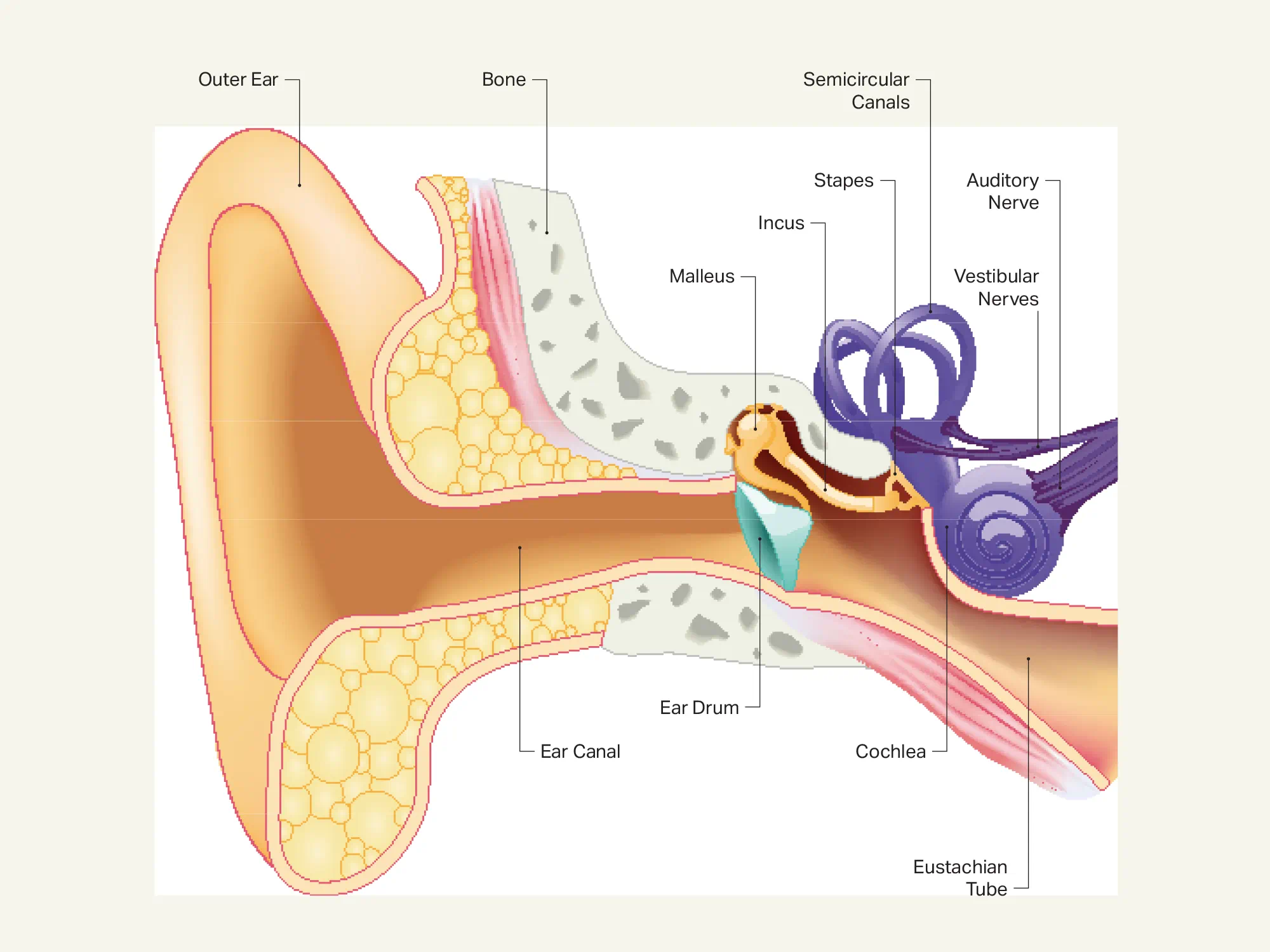 HearUSA understands the anatomy of your year and can explain how hearing loss works